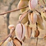 Mandorla, la regina della frutta secca