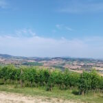 Bianco, Rosso e Verdicchio