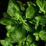 Basilico erba regale