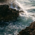 L'ostrica è biologica