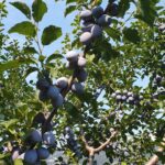 La Susina di Dro DOP della Valle del Sarca