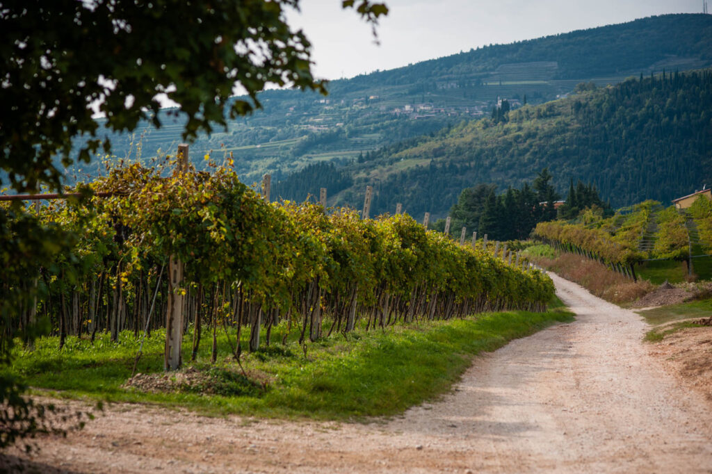 cantina monte santoccio