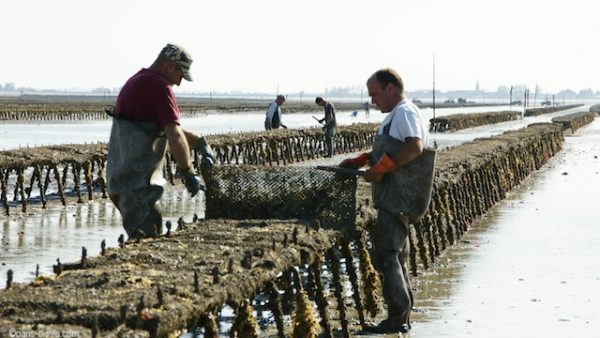 ostricoltori rifermentazione in fiume ostrica
