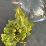 Niente vendemmia 2023 per Podere Casanova
