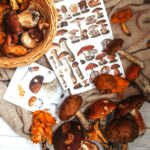 Andar per funghi 