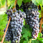 Il Nebbiolo? Prodotto anche in USA, Australia e Argentina