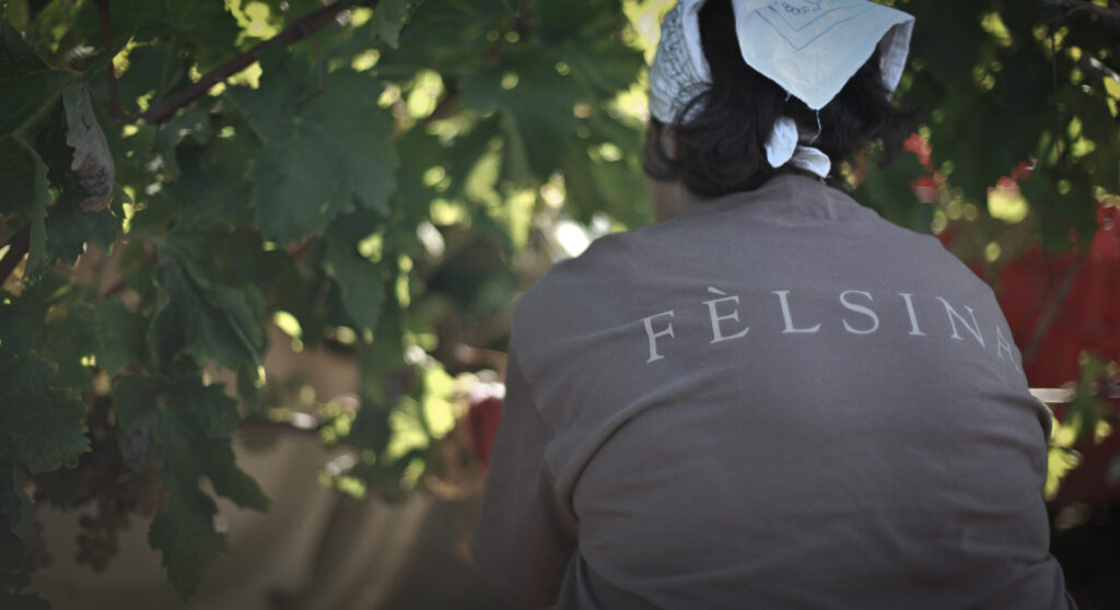 vendemmia fèlsina
