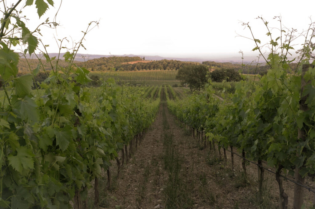 vigne poggiali romagna