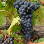 Il Sangiovese nel mondo