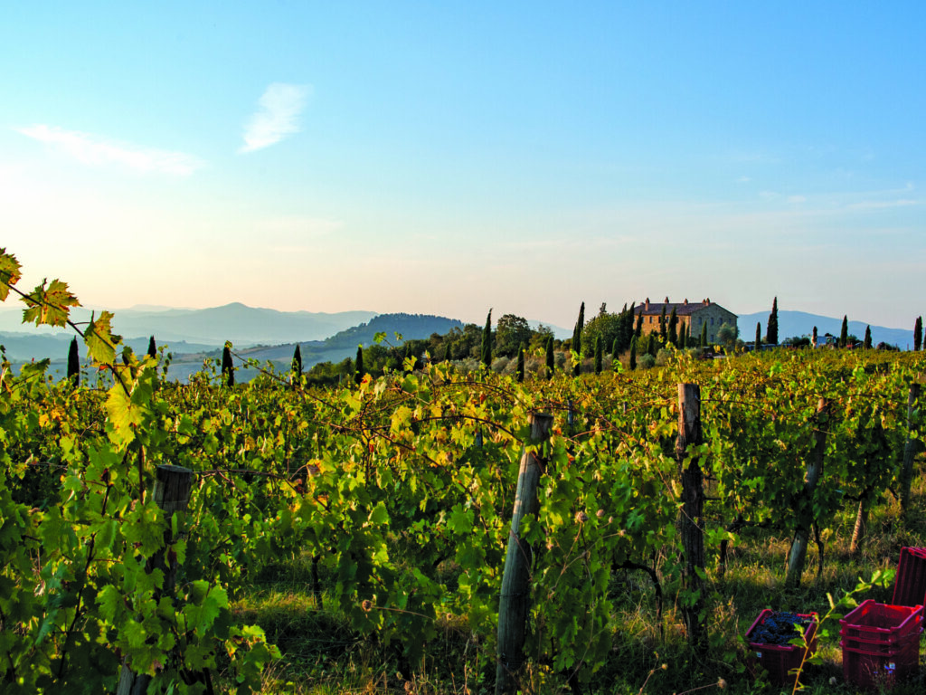 colline albelle cantina