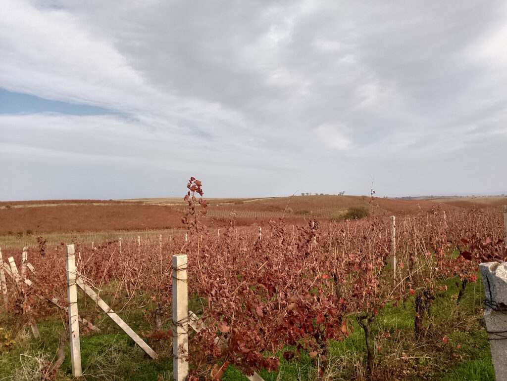 vigneti cantina di venosa