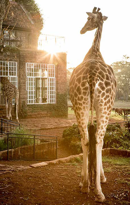colazione con le giraffe kenya