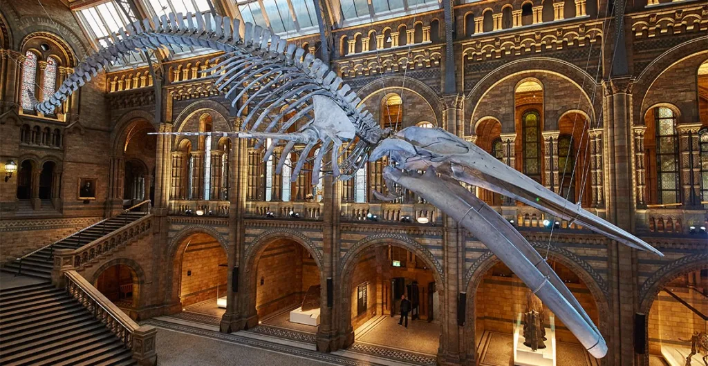 dormire nel Museo di Londra