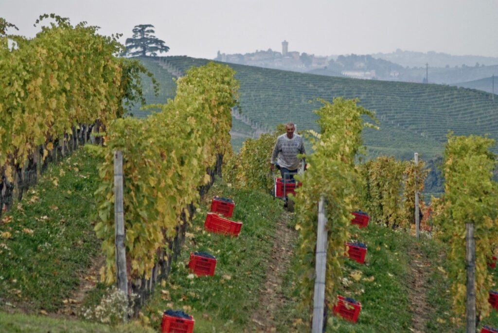 barolo produttori evento milano