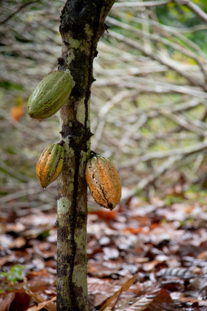 cacao piura