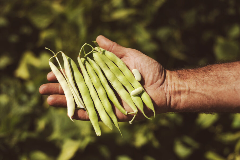 aggiungi un legume a tavola slow food