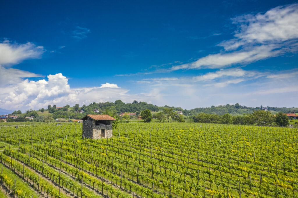 franciacorta vini