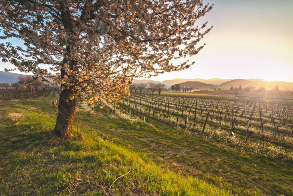 franciacorta festival primavera