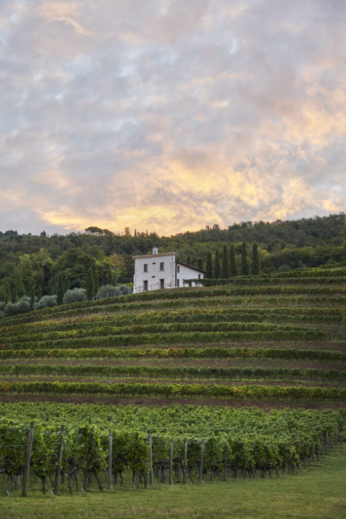 nuovo ceo angelini wine