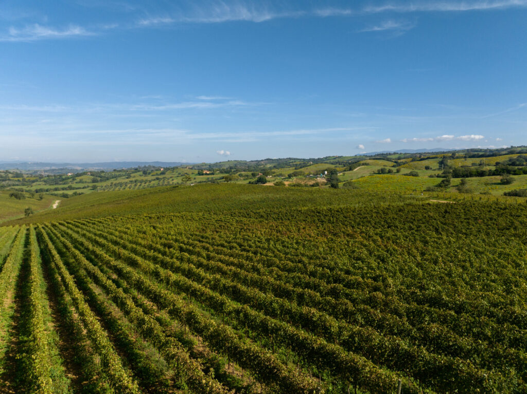 vermentino grand prix 2024