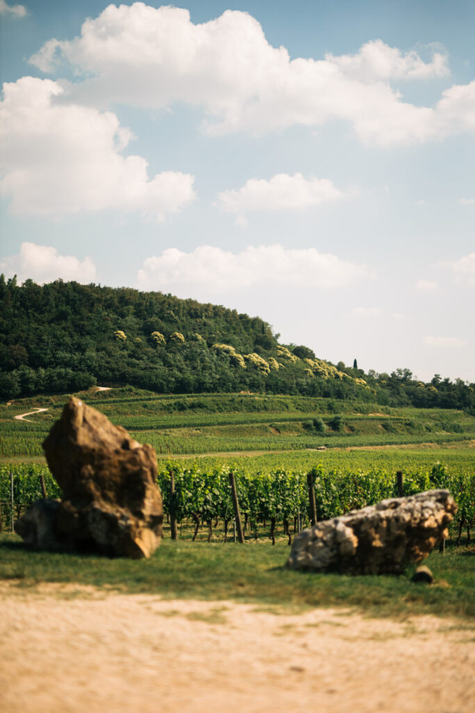 angelini wine