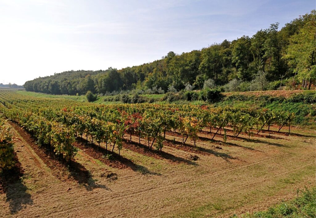 camilucci vigne