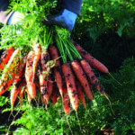 La Carota Novella di Ispica IGP