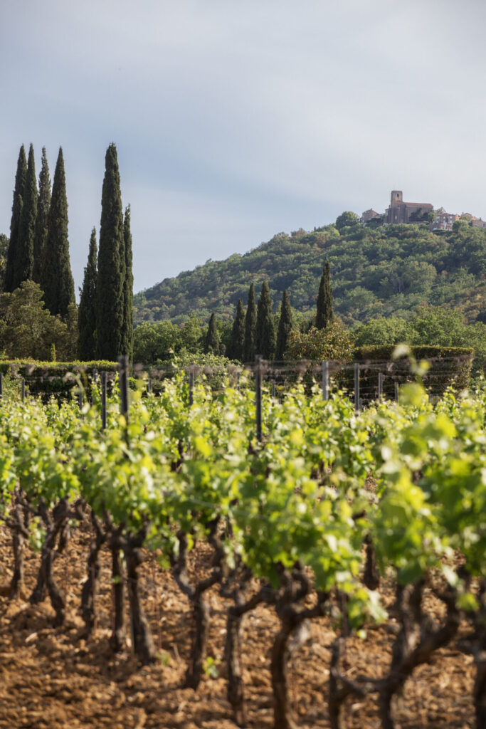 vigne chateau minuty