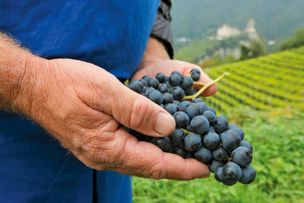 tirolo eventi vino