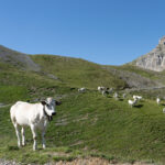Fassone di Razza Piemontese