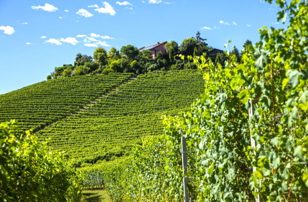 pio cesare langhe