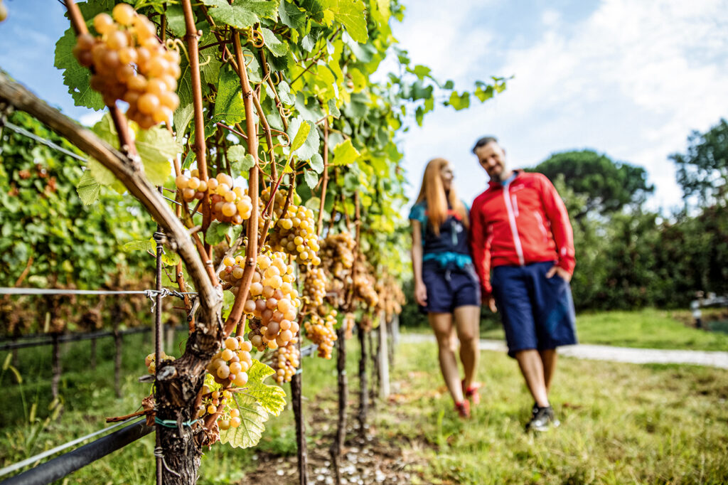 tirolo vino