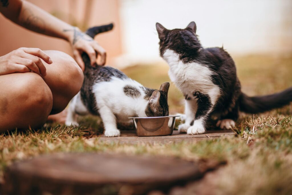 cibo per gatti
