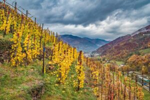 Vini all’insù 2024, per celebrare i vini di montagna e le colture eroiche