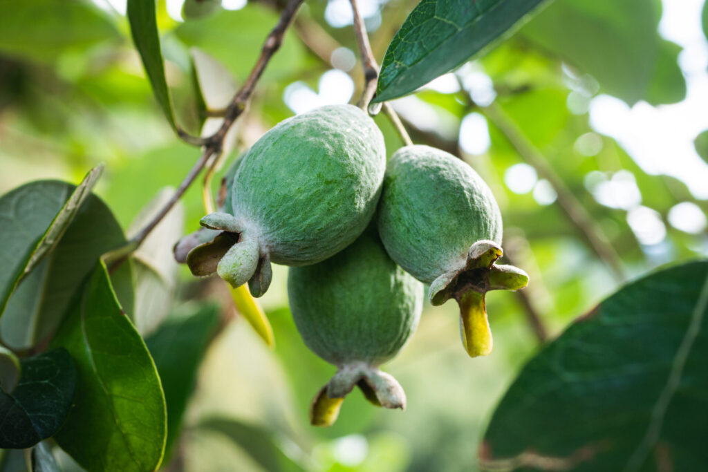 FEIJOA