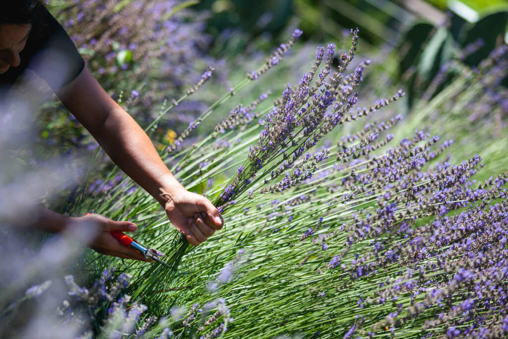 LAVANDA
