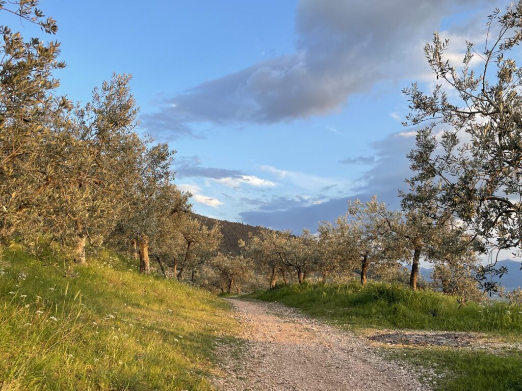 olio umbria