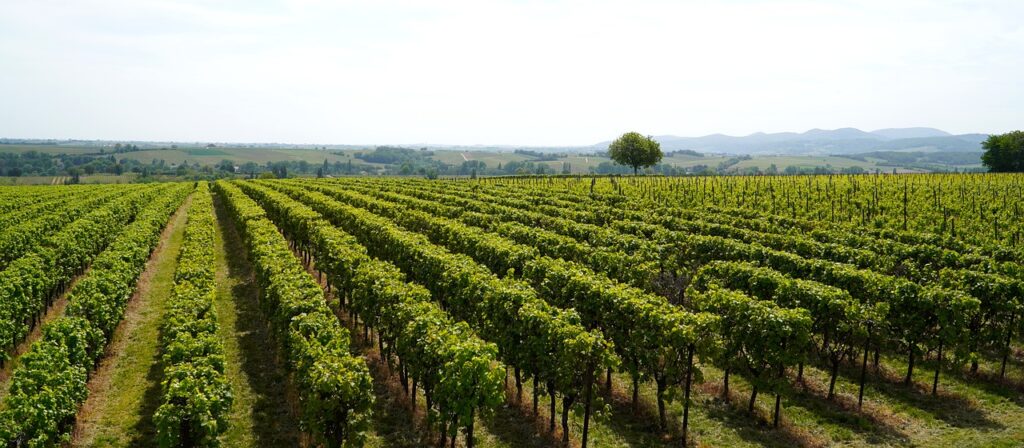 vigneti aperti 2024