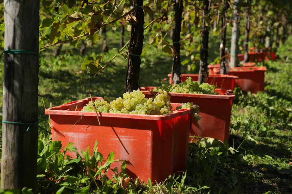 le manzane prosecco