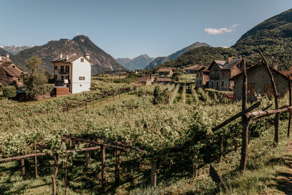 vini piemonte