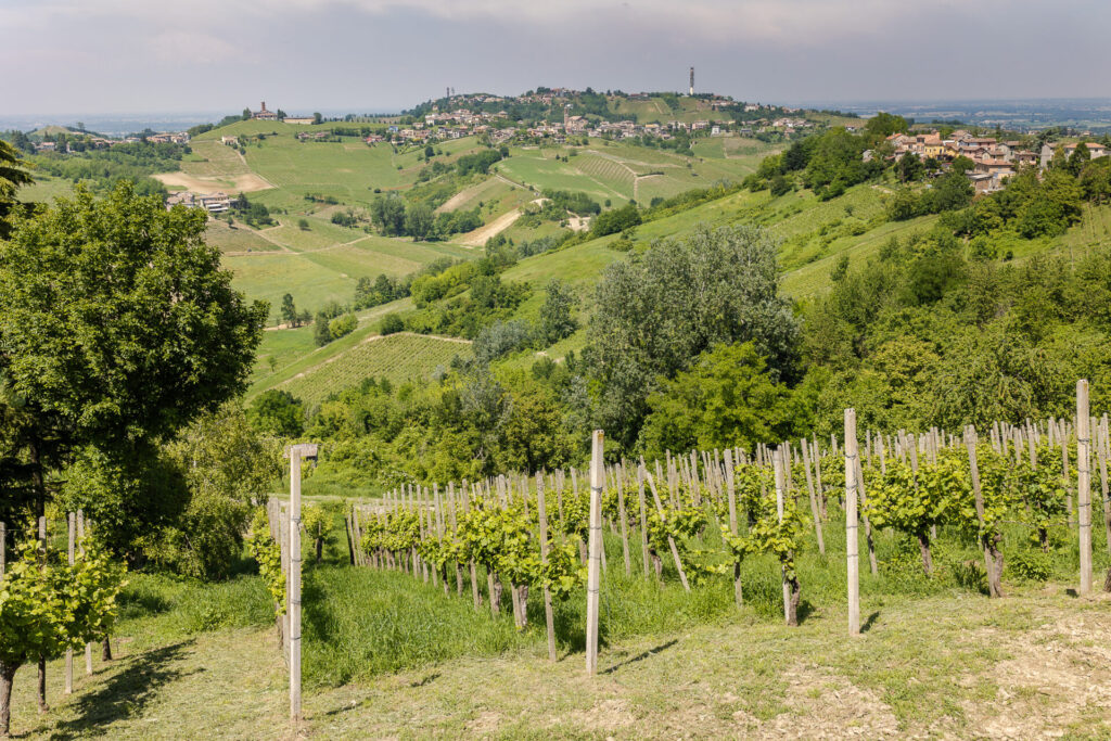 oltrepò pinot ner vitigno
