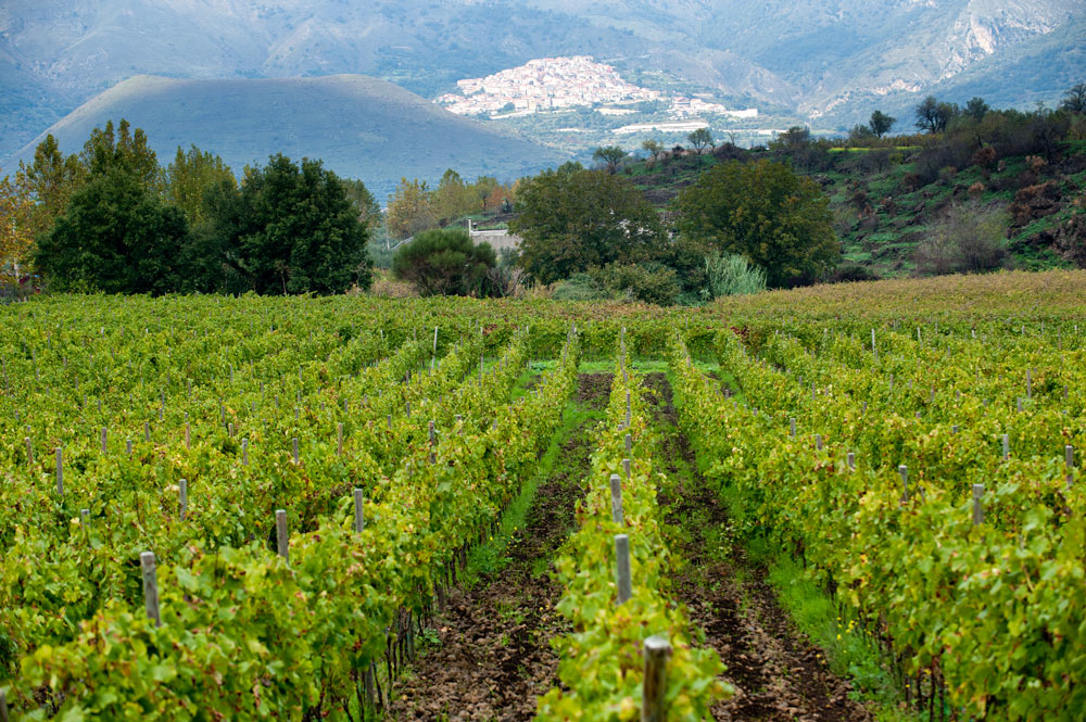 vini etna