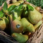 Pera dell’Emilia Romagna IGP