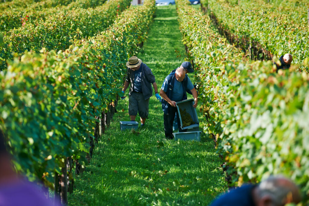 vendemmia lago di costanza