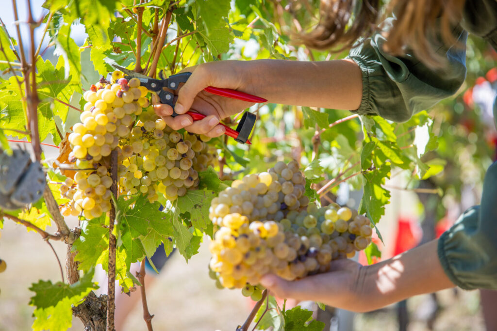 vendemmia tenuta carretta