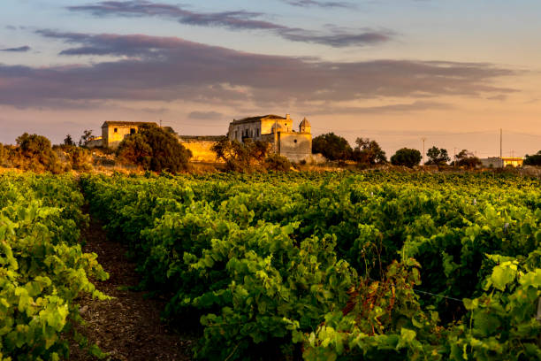 marsala