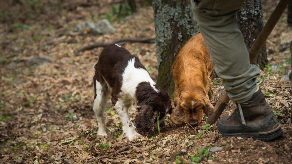 caccia tartufo