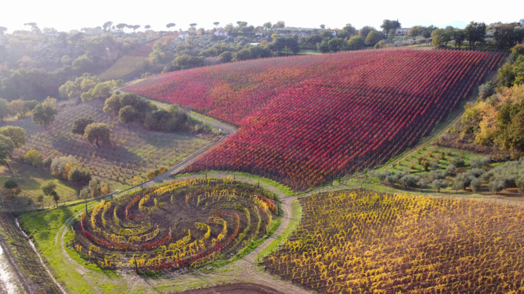 Vigna Aurea Quintodecimo