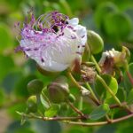 Il cappero di selargius, nuovo Presidio Slow Food