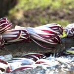 Il fiore d'inverno: il radicchio rosso di Treviso
